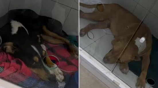 Cachorros foram resgatados após agressões na faixa de areia e receberam atendimento veterinário; um deles não resistiu aos ferimentos - Imagem: Reprodução/TV Tribuna