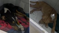 Cachorros foram resgatados após agressões na faixa de areia e receberam atendimento veterinário; um deles não resistiu aos ferimentos - Imagem: Reprodução/TV Tribuna