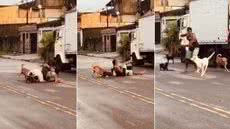 Momento em que ex-lutador imobiliza pit bull para forçar animal a soltar pinscher durante ataque no bairro Samaritá, em São Vicente - Imagem: Redes Sociais