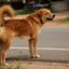 A nova legislação em Itanhaém exige que motoristas ajudem animais atropelados, com multas que podem chegar a R$ 2.820 - Imagem: Reprodução