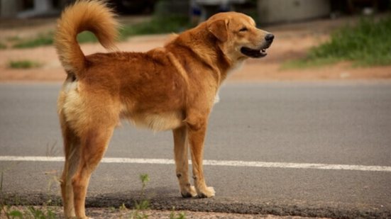 A nova legislação em Itanhaém exige que motoristas ajudem animais atropelados, com multas que podem chegar a R$ 2.820 - Imagem: Reprodução