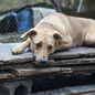 A Secretaria de Bem-Estar Animal (Sebem) de São Vicente já resgatou mais de 200 animais abandonados nas ruas do município em 2026 - Imagem: Reprodução