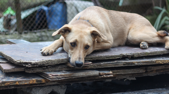 A Secretaria de Bem-Estar Animal (Sebem) de São Vicente já resgatou mais de 200 animais abandonados nas ruas do município em 2026 - Imagem: Reprodução