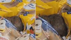 Vídeo gravado por cliente registrou a presença de um roedor em área de exposição de produtos na unidade do Tenda Atacado, no bairro Quietude, em Praia Grande - Imagem: Reprodução/Redes Sociais