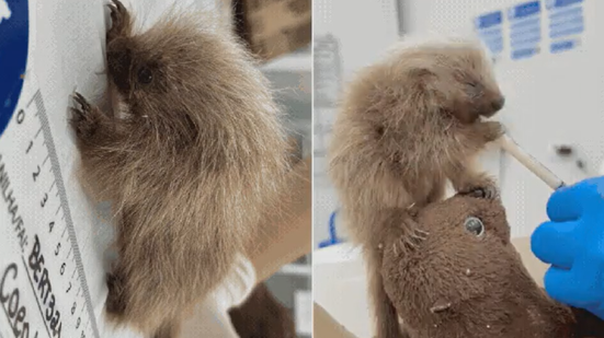 Filhote de ouriço-cacheiro recebe alimentação com seringa durante processo de reabilitação - Imagem: Divulgação/Instituto Gremar