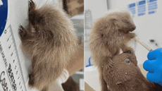 Filhote de ouriço-cacheiro recebe alimentação com seringa durante processo de reabilitação - Imagem: Divulgação/Instituto Gremar