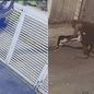 Câmeras de segurança flagraram homem invadindo e furtando itens de barbearia no bairro Aparecida, em Santos - Imagem: Barbearia Fino Trato