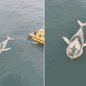 Carcaça de baleia-jubarte foi avistada boiando nas proximidades da barra de Santos durante vistoria realizada em uma embarcação - Imagem: @Bruno_santista