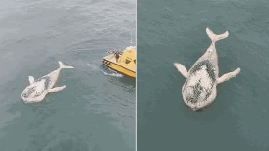 Carcaça de baleia-jubarte foi avistada boiando nas proximidades da barra de Santos durante vistoria realizada em uma embarcação - Imagem: @Bruno_santista