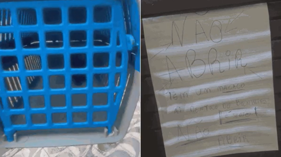 Macaco encontrado no bairro Aviação foi mantido em segurança dentro de uma residência até a chegada das equipes responsáveis pelo resgate em Praia Grande - Imagem: Arquivo Pessoal