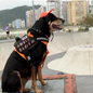 Mel, cadela de 11 anos resgatada ainda filhote após sofrer maus-tratos, ganhou repercussão nas redes sociais por andar de skate e realizar percursos sobre a prancha - Imagem: Tv Tribuna