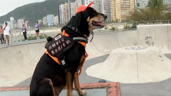 Mel, cadela de 11 anos resgatada ainda filhote após sofrer maus-tratos, ganhou repercussão nas redes sociais por andar de skate e realizar percursos sobre a prancha - Imagem: Tv Tribuna
