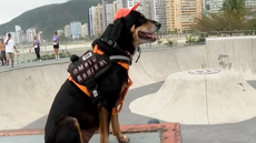 Mel, cadela de 11 anos resgatada ainda filhote após sofrer maus-tratos, ganhou repercussão nas redes sociais por andar de skate e realizar percursos sobre a prancha - Imagem: Tv Tribuna