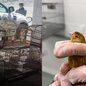 Além de 13 pássaros silvestres, polícia apreende armas e munições em casa no bairro Arapongal, levando à prisão do morador - Foto: Divulgação/ Polícia Militar