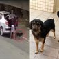 Após ser identificado, homem confessou o crime, mas foi liberado; cachorros resgatados estão recebendo cuidados essenciais - Imagem: Reprodução