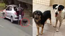 Após ser identificado, homem confessou o crime, mas foi liberado; cachorros resgatados estão recebendo cuidados essenciais - Imagem: Reprodução