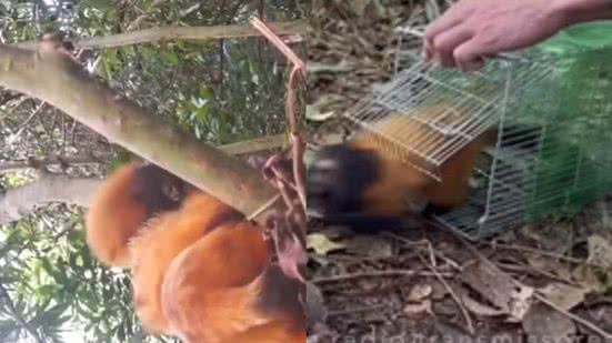 Um projeto de preservação no Parque Estadual Lagamar visa proteger e aumentar a população do mico ameaçado - Foto: Fundação Florestal