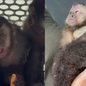 Os macacos foram encontrados trancados em um carro, sem ventilação, água ou comida, e foram levados para atendimento veterinário urgente - Foto: Divulgação/ Polícia Civil