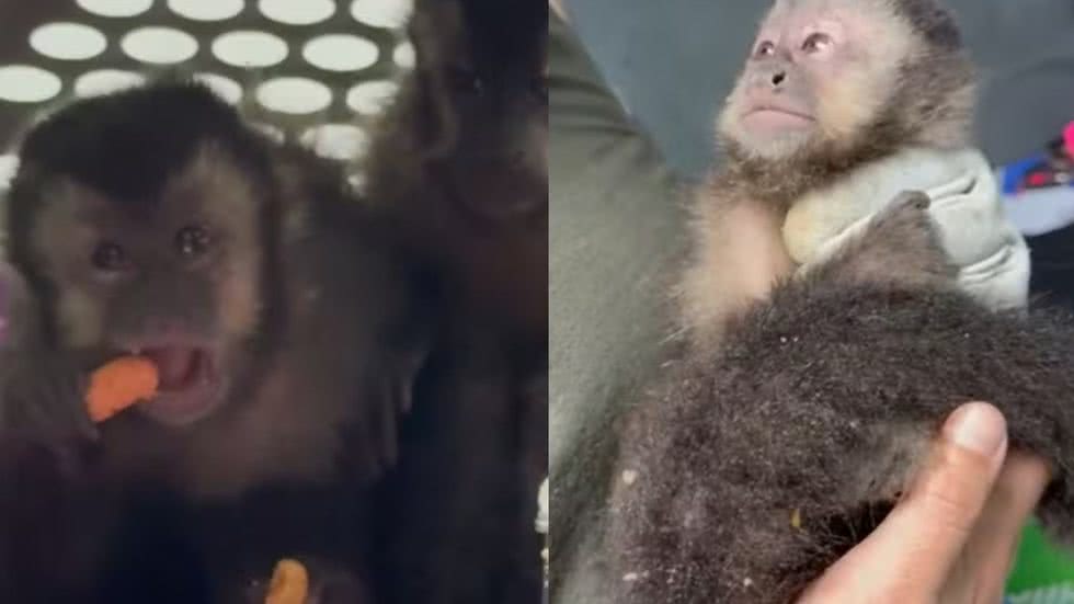 Os macacos foram encontrados trancados em um carro, sem ventilação, água ou comida, e foram levados para atendimento veterinário urgente - Foto: Divulgação/ Polícia Civil