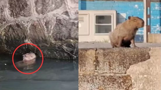 A situação da capivara levantou questões sobre a eficácia da coordenação entre as prefeituras de Santos e Guarujá - Imagem: Reprodução