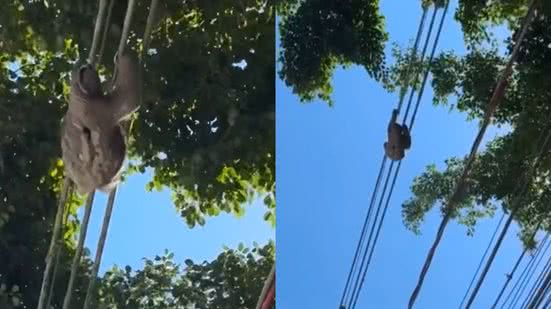 A operação de resgate exigiu cuidado e técnica para garantir a segurança do bicho-preguiça e da equipe - Imagem: Reprodução