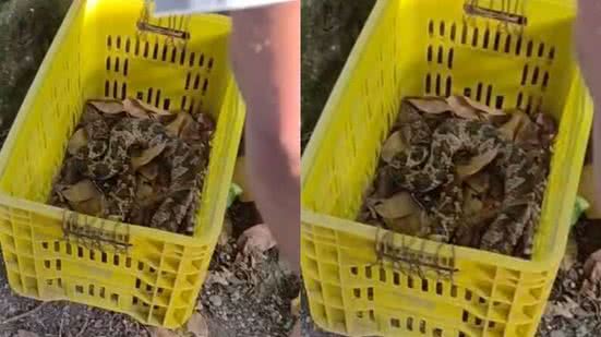 O resgate da cobra envolveu a comunidade local, destacando a importância da conscientização sobre a preservação da espécie - Imagem: Reprodução