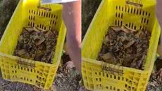 O resgate da cobra envolveu a comunidade local, destacando a importância da conscientização sobre a preservação da espécie - Imagem: Reprodução