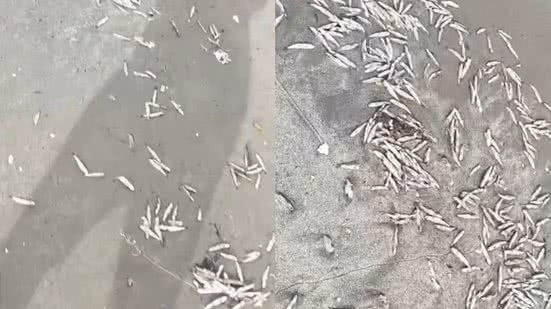 Caminhantes se deparam com uma cena triste na praia, onde centenas de peixes pequenos foram deixados na areia - Imagem: Flávio Bueno