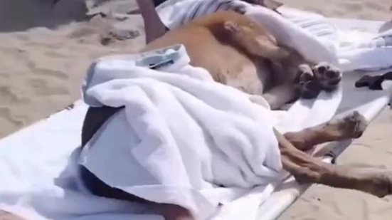 O caso de maus-tratos à cadela foi registrado e será enviado à Polícia Civil e ao Ministério Público - Imagem: Reprodução