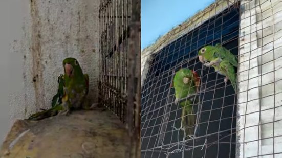 Ação da Polícia Militar Ambiental resulta em multa pesada e resgate de aves em condições precárias - Foto: Reprodução/ Pm Ambiental Sp - Baixada Santista