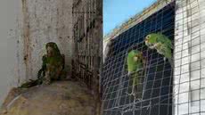 Ação da Polícia Militar Ambiental resulta em multa pesada e resgate de aves em condições precárias - Foto: Reprodução/ Pm Ambiental Sp - Baixada Santista