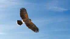 A partir de 3 de fevereiro, Santos promove ação educativa sobre gaviões, visando esclarecer dúvidas e desmistificar o medo da população - Foto: Divulgação/ Prefeitura de Santos