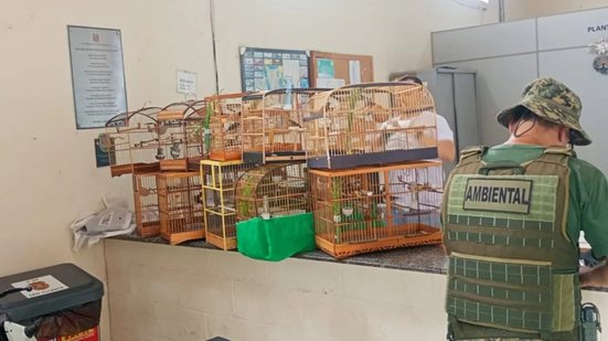 A Guarda Civil Municipal desmantelou um esquema ilegal de comércio de aves silvestres, resultando na detenção de seis pessoas em São Vicente - Foto: Divulgação/ Prefeitura de São Vicente