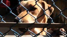 Nova legislação visa identificar e monitorar agressores de animais, promovendo um controle mais eficaz em Santos - Foto: Francisco Arrais/ Arquivo