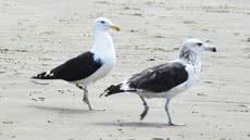 A soltura das gaivotas destaca a importância da preservação ambiental e cuidados com a fauna marinha na região - Foto: Jairo Marques