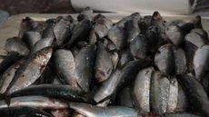 Santos inicia primeiro festival do pescado de 2026 com oferta de sardinha a R$ 12,99 - Foto: Francisco Arrais/ Arquivo