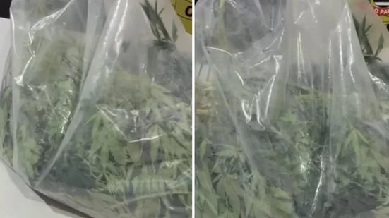 Tecnologia foi fundamental na operação, com uso de drone para monitorar o cultivo de maconha em residência abandonada - Foto: Divulgação/ Polícia Civil