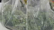 Tecnologia foi fundamental na operação, com uso de drone para monitorar o cultivo de maconha em residência abandonada - Foto: Divulgação/ Polícia Civil