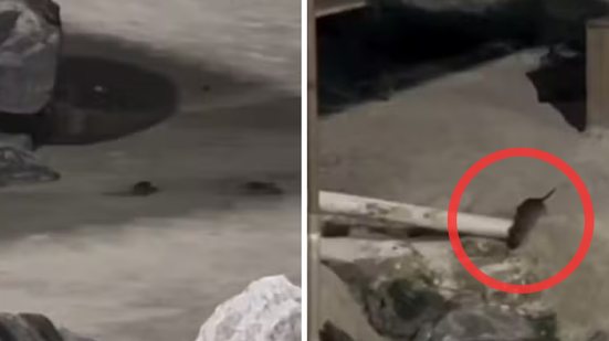 Presença de roedores na praia levanta questões sobre higiene e infraestrutura na orla de Mongaguá - Foto: Reprodução/ Redes Sociais