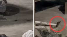 Presença de roedores na praia levanta questões sobre higiene e infraestrutura na orla de Mongaguá - Foto: Reprodução/ Redes Sociais