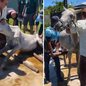 Moradores de Itanhaém se mobilizam para salvar cavalo abandonado em estado crítico, levando a uma operação de resgate - Imagem: Reprodução/ @willianramoos