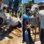 Moradores de Itanhaém se mobilizam para salvar cavalo abandonado em estado crítico, levando a uma operação de resgate - Imagem: Reprodução/ @willianramoos