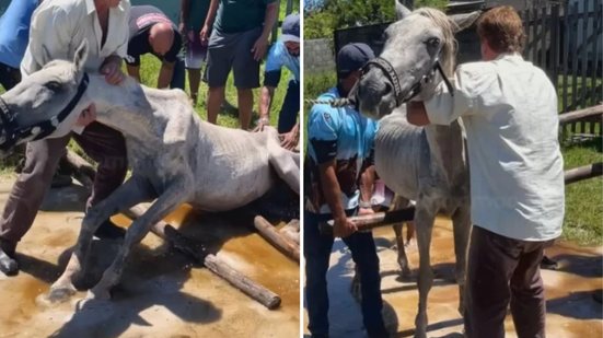 Moradores de Itanhaém se mobilizam para salvar cavalo abandonado em estado crítico, levando a uma operação de resgate - Imagem: Reprodução/ @willianramoos