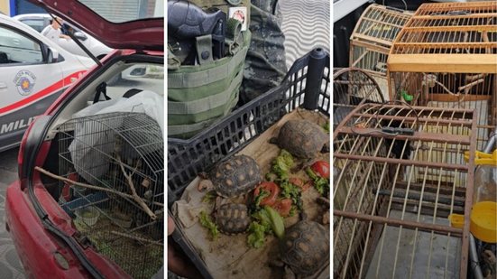 Ação da Polícia Militar Ambiental resgata animais em situação crítica e combate o tráfico na Baixada Santista - Foto: Divulgação/ Polícia Militar