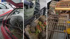 Ação da Polícia Militar Ambiental resgata animais em situação crítica e combate o tráfico na Baixada Santista - Foto: Divulgação/ Polícia Militar