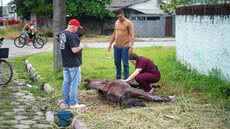 A cidade de Mongaguá aplica pela primeira vez multa pesada por maus-tratos a animais, seguindo o novo decreto federal - Foto: Reprodução