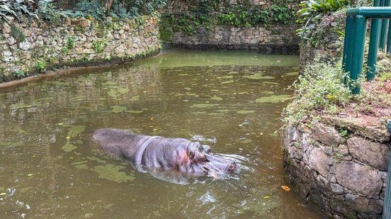 Após 20 anos no Horto, Ramon parte para habitat maior e terá companhia feminina na capital