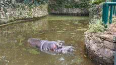 A mudança de Ramon visa a conservação da espécie e a possibilidade de formar um casal com a fêmea Colônia no novo habitat - Foto: Divulgação/ Prefeitura de São Vicente