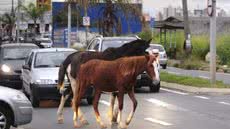 Secretaria de Saúde Pública de Praia Grande inicia serviço para apreender animais soltos e garantir segurança nas vias - Foto: Reprodução