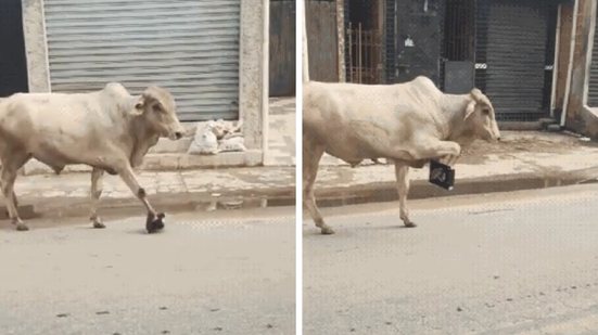 Moradores registram boi com sinais de dor nas ruas de Guarujá, gerando mobilização nas redes sociais e ações da prefeitura - Foto: Reprodução